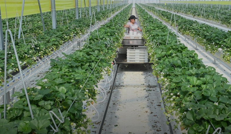 Գյուղատնտեսության ոլորտում պետական աջակցությունից օգտվող տնտեսվարողների համար կբարելավվի հարկային միջավայրը