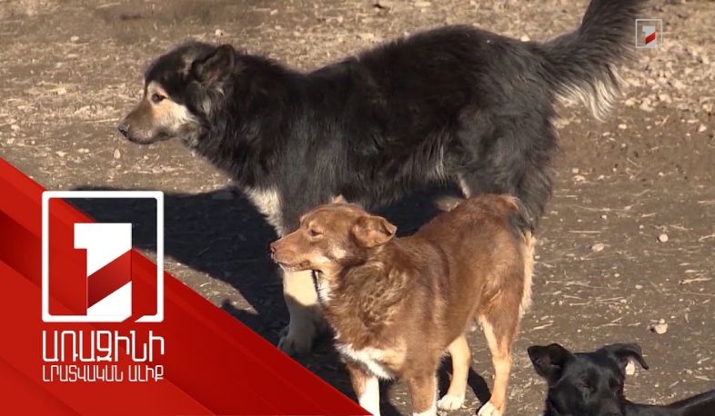 Օրենսդրորեն կկարգավորվեն ոչ վայրի կենդանիների հետ կապված իրավահարաբերությունները