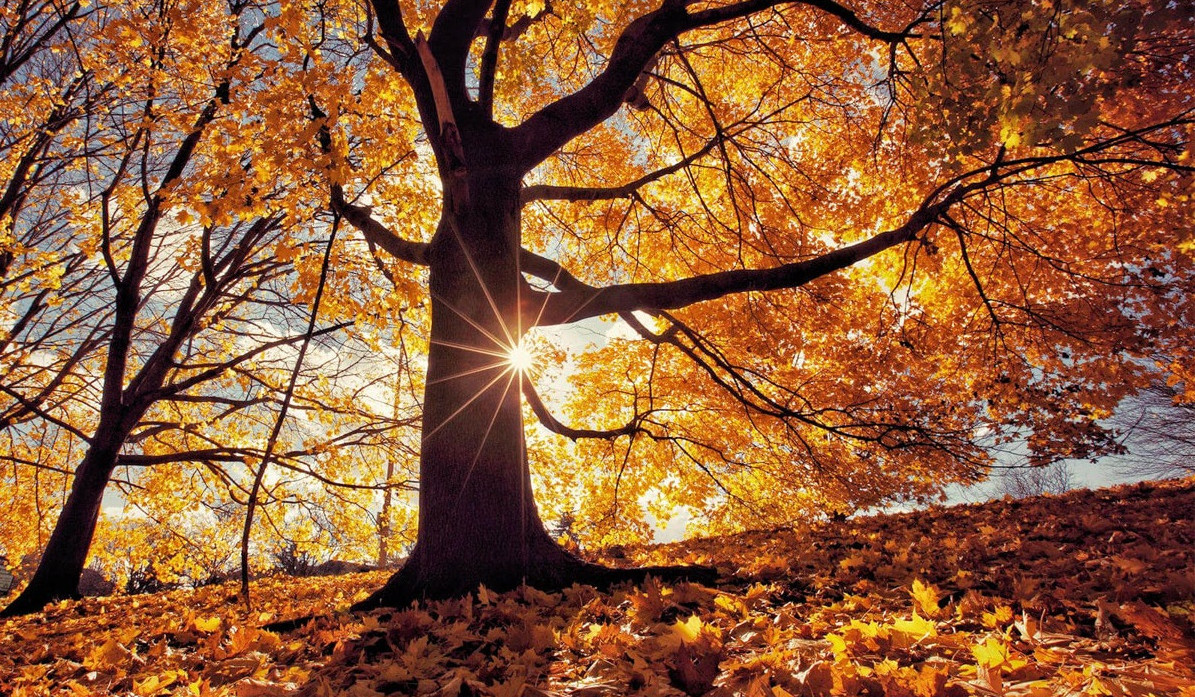 Առաջիկա օրերին ջերմաստիճանն աստիճանաբար կնվազի 3-4 աստիճանով