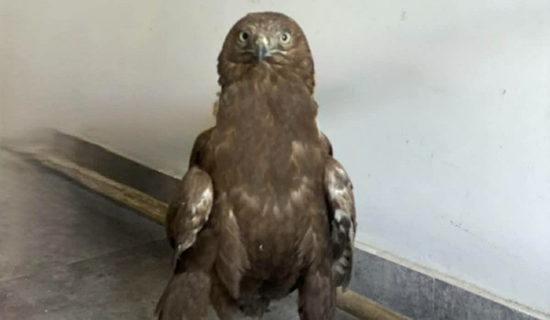 ՀՀ Կարմիր գրքում գրանցված արծիվը տեղափոխվել է Երևանի կենդանաբանական այգի. ԲԸՏՄ