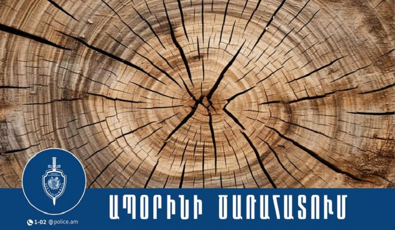 Ստեփանավանի համայնքային ոստիկանները ապօրինի ծառահատման դեպք են բացահայտել