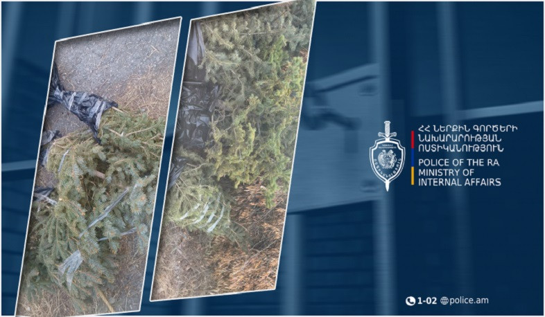 Հրազդանի համայնքային ոստիկանները արծաթափայլ եղևնիների գողության դեպք են բացահայտել