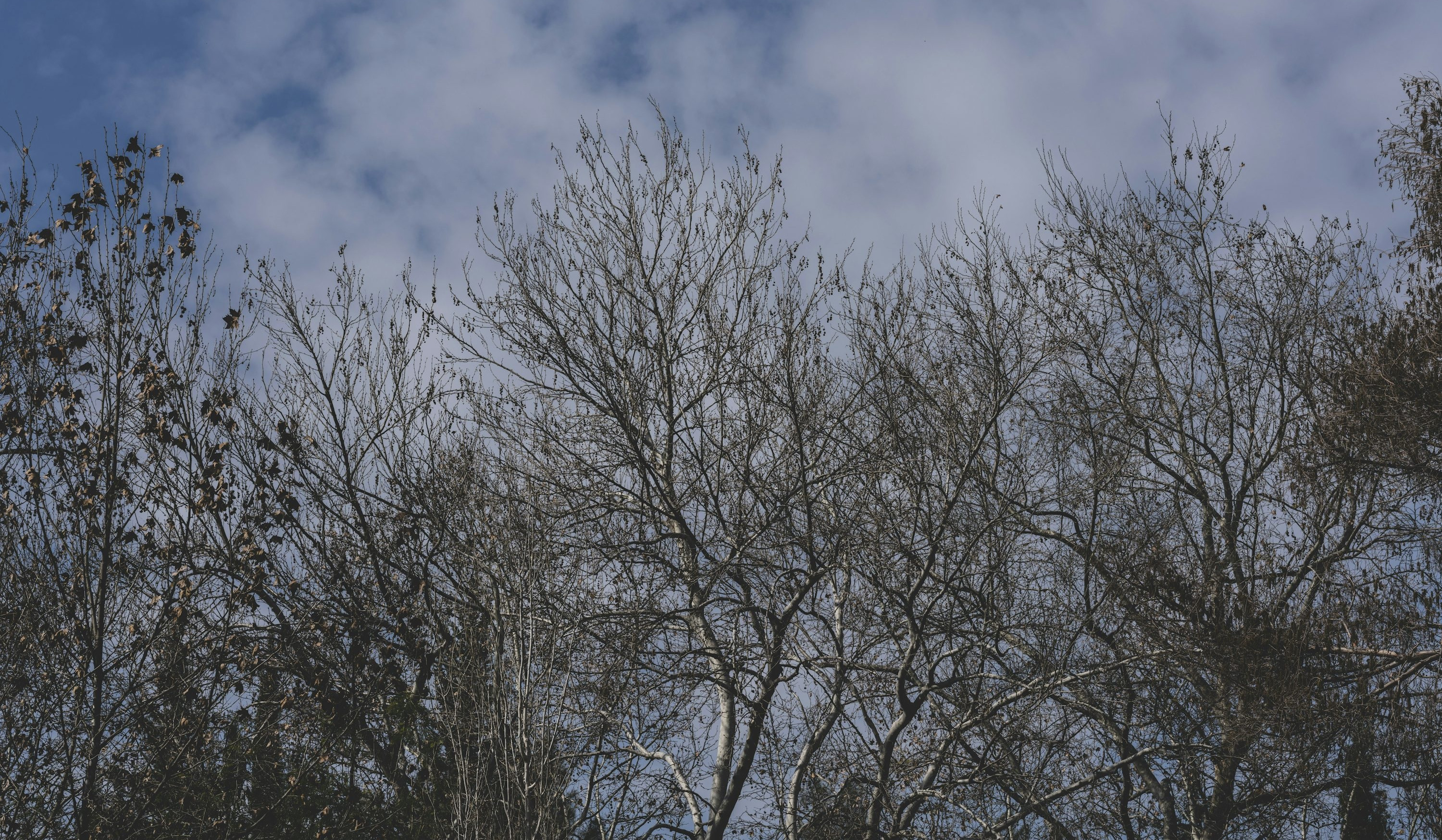 Օդի ջերմաստիճանը դեկտեմբերի 16-ի ցերեկը և 17-ի գիշերը կնվազի 2-4 աստիճանով