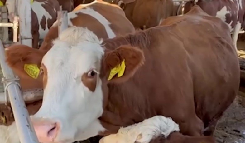 Վերնաշեն բնակավայրում «խելացի» անասնաշենքը կառուցված է