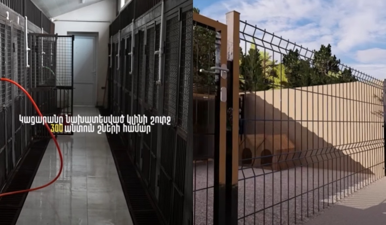 Երևանում 300 անտուն շների համար կացարան կկառուցվի