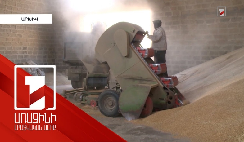 Ղազախական ցորենի շուրջ աղմուկը թարմացվում է. սարսափազդու պնդումներում մասնագետը հիմք չի տեսնում