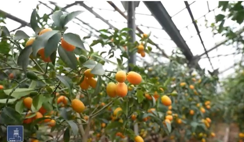Կիտրոնի հեկտարներ՝ Ղուկասավանում
