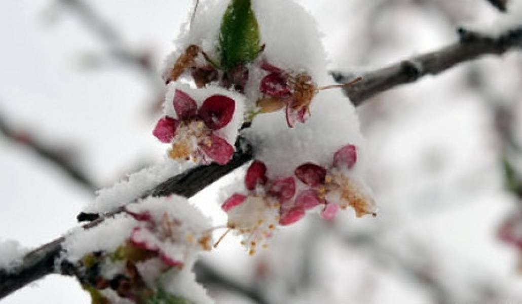 Ցրտահարության վտանգ չենք տեսնում, վերջին ձյունը մեզ փրկեց ցրտահարության վտանգից. Սուրենյան