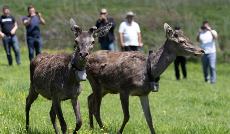 «Դիլիջան» ազգային պարկում բաց թողնված ազնվացեղ եղջերուի անհետացման դեպքով հարուցվել է քրեական վարույթ. ԲԸՏՄ