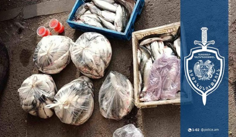 Պարեկներն «Օպել» մակնիշի ավտոմեքենայում 171 սիգ և 0․81 կգ ձկնկիթ են հայտնաբերել