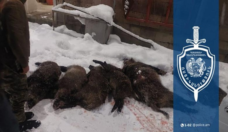 Ապօրինի որսացել էին վայրի խոզեր․ Վայքի համայնքային ոստիկանների բացահայտումը