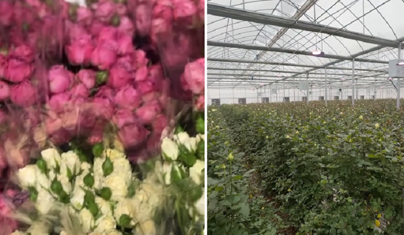 Արարատի մարզի Մխչյան բնակավայրում պետական աջակցության ծրագրով հիմնվել է 3000 մ² վարդի ջերմոց. Փաշինյան