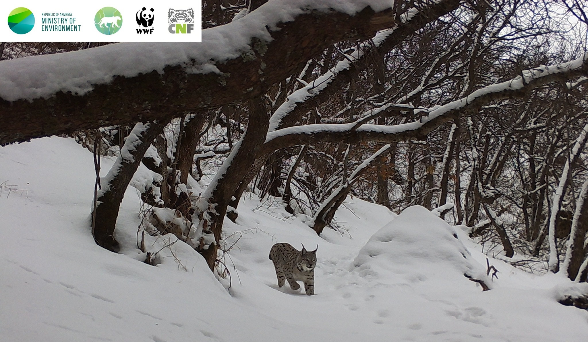 «Խոսրովի անտառ» պետական արգելոցում ֆոտոխցիկները արձանագրել են լուսան