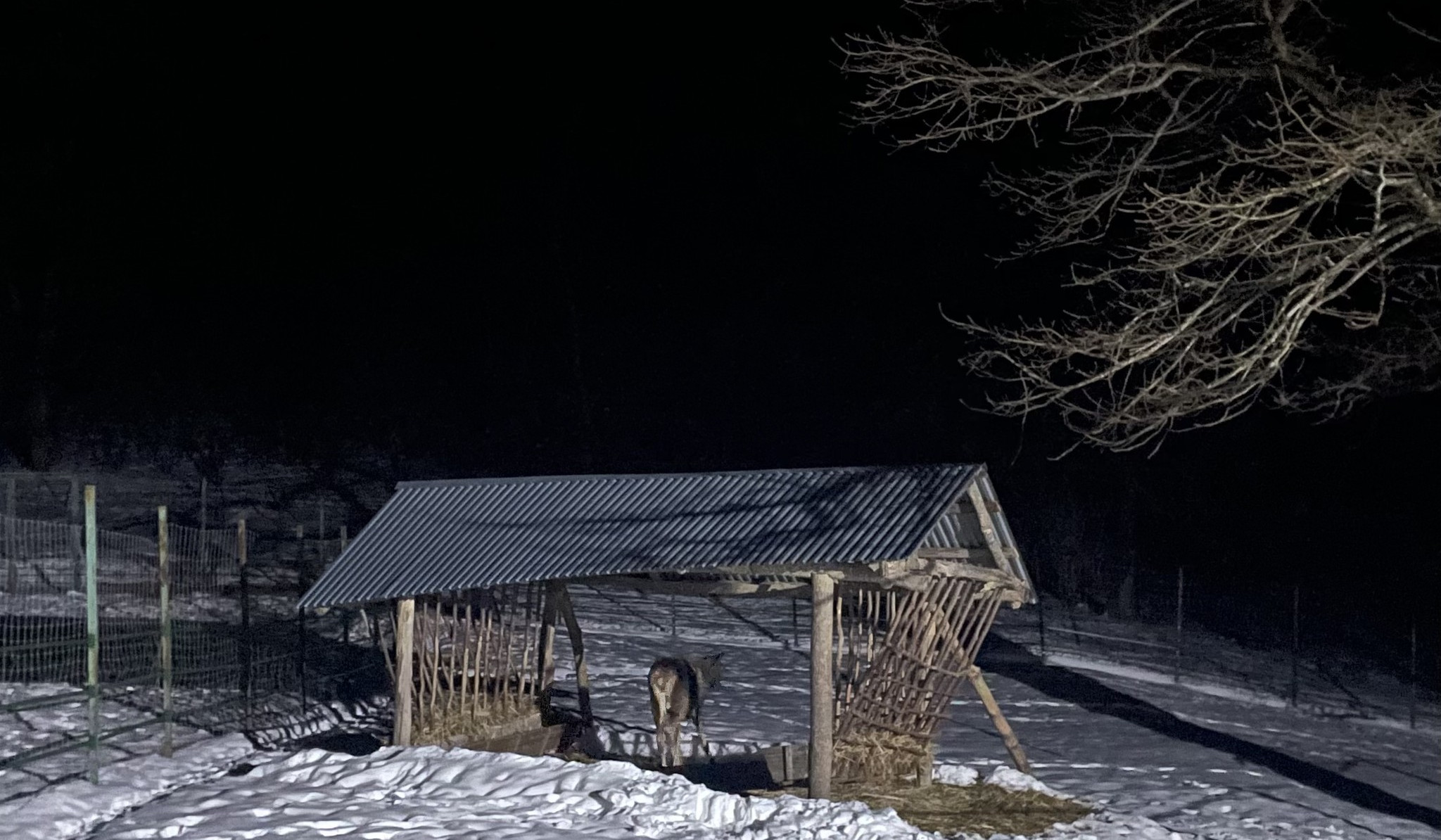 Լոռու մարզում վերջերս նկատված ազնվացեղ եղջերուն վերադարձվել է «Դիլիջան» ազգային պարկ