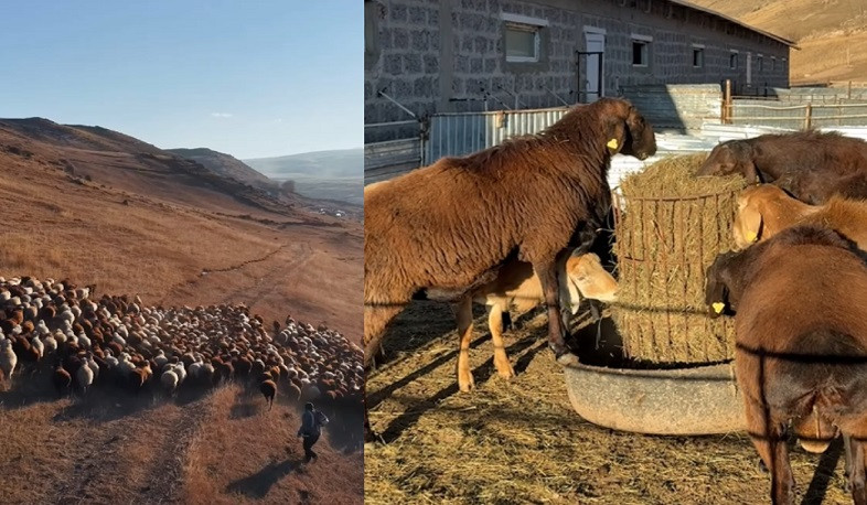 Լանջաղբյուրում ոչխարաբուծության զարգացման ծրագրով ձեռք է բերվել 267 գլուխ Էդիլբաևյան ցեղի տոհմային ոչխար. Փաշինյանը տեսանյութ է հրապարակել