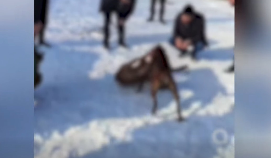 Համայնքային ոստիկանները շնամարտ կազմակերպած տղամարդկանց ներկայացրել են նախաքննական մարմին