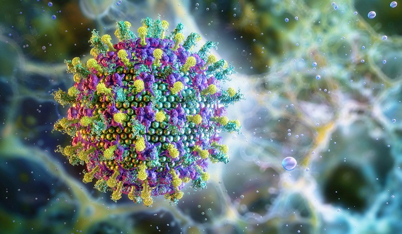 Նիպահ վիրուսով հարուցված հիվանդության տարածման համաճարակաբանական ռիսկերը ցածր են ՀՀ-ում. ՀՎԿԱԿ