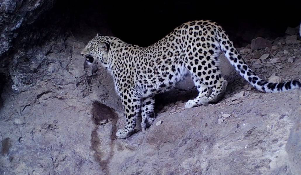 ՀՀ-ն Կովկասյան ընձառյուծի պոպուլյացիայի անկումը կանխելուն ուղղված համաձայնագիր կվավերացնի. նախագիծ