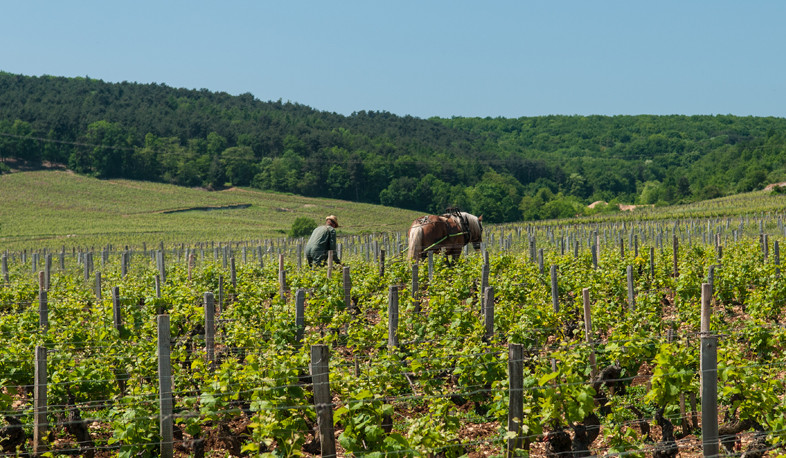 Հաստատվել է Խաղող վերամշակող տնտեսվարողների աջակցության ծրագիրը և դրա շրջանակներում բյուջետային երաշխիքների տրամադրման կարգը