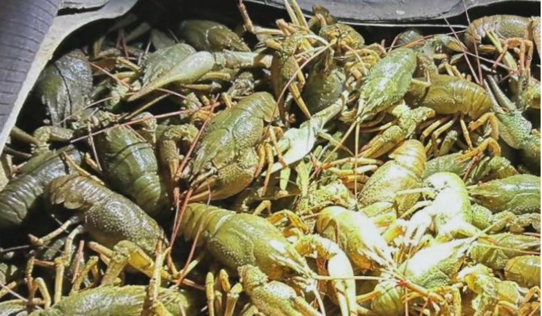 Ապօրինի որսված 43 կգ խեցգետինն առգրավվել և վերադարձվել է ջրամբար. ԲԸՏՄ