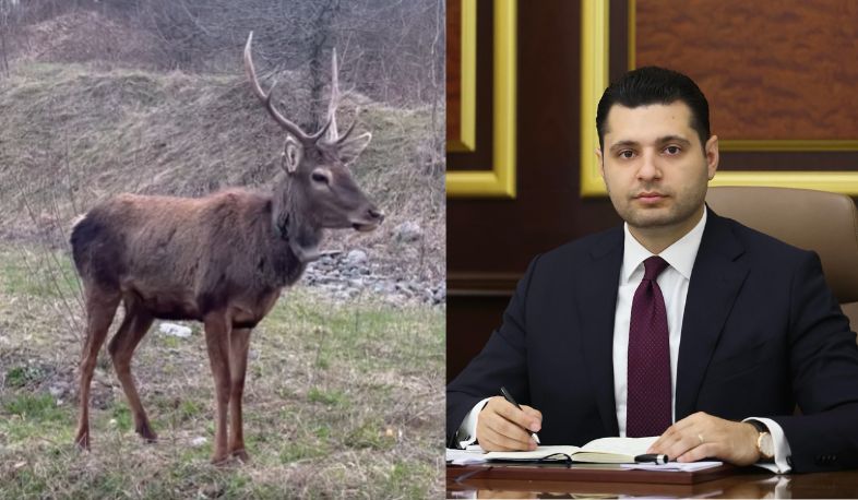 Արձանագրվել է ազնվացեղ եղջերուի բնության մեջ առաջին ձագի ծնունդը․ նախարար