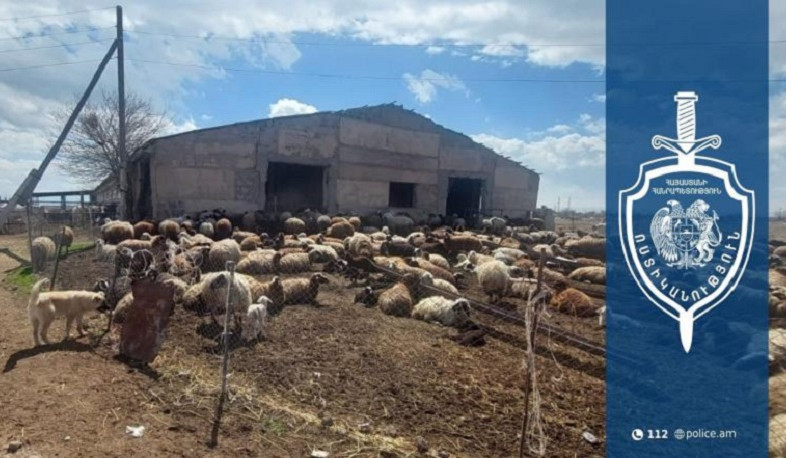 Արշալույս գյուղի բնակիչը փախցրել է ոչխարներ բարձած մեքենան. դեպքը բացահայտվել է