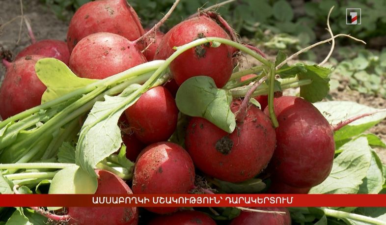 Ամսաբողկի մշակություն՝ Դարակերտում