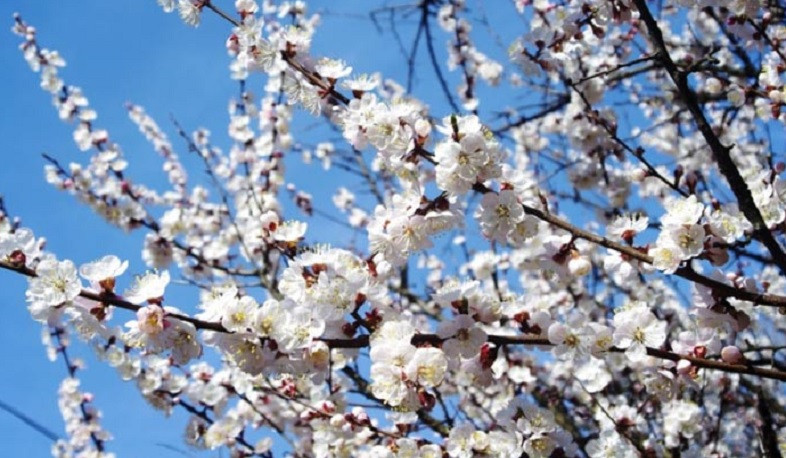 Այս տարի ուշ ծաղկում է նախատեսվում, իսկ ուշ ծաղկման դեպքում նվազում է ցրտահարման ռիսկը. Սուրենյան