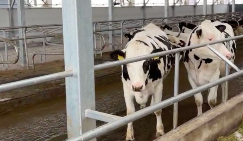 Մասիս համայնքի Սայաթ Նովա բնակավայրում հիմնվել է խելացի անասնաշենք