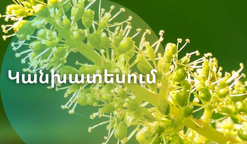 Խաղողի վազի ծաղկումն Արարատյան դաշտում․ Հայհիդրոմետ