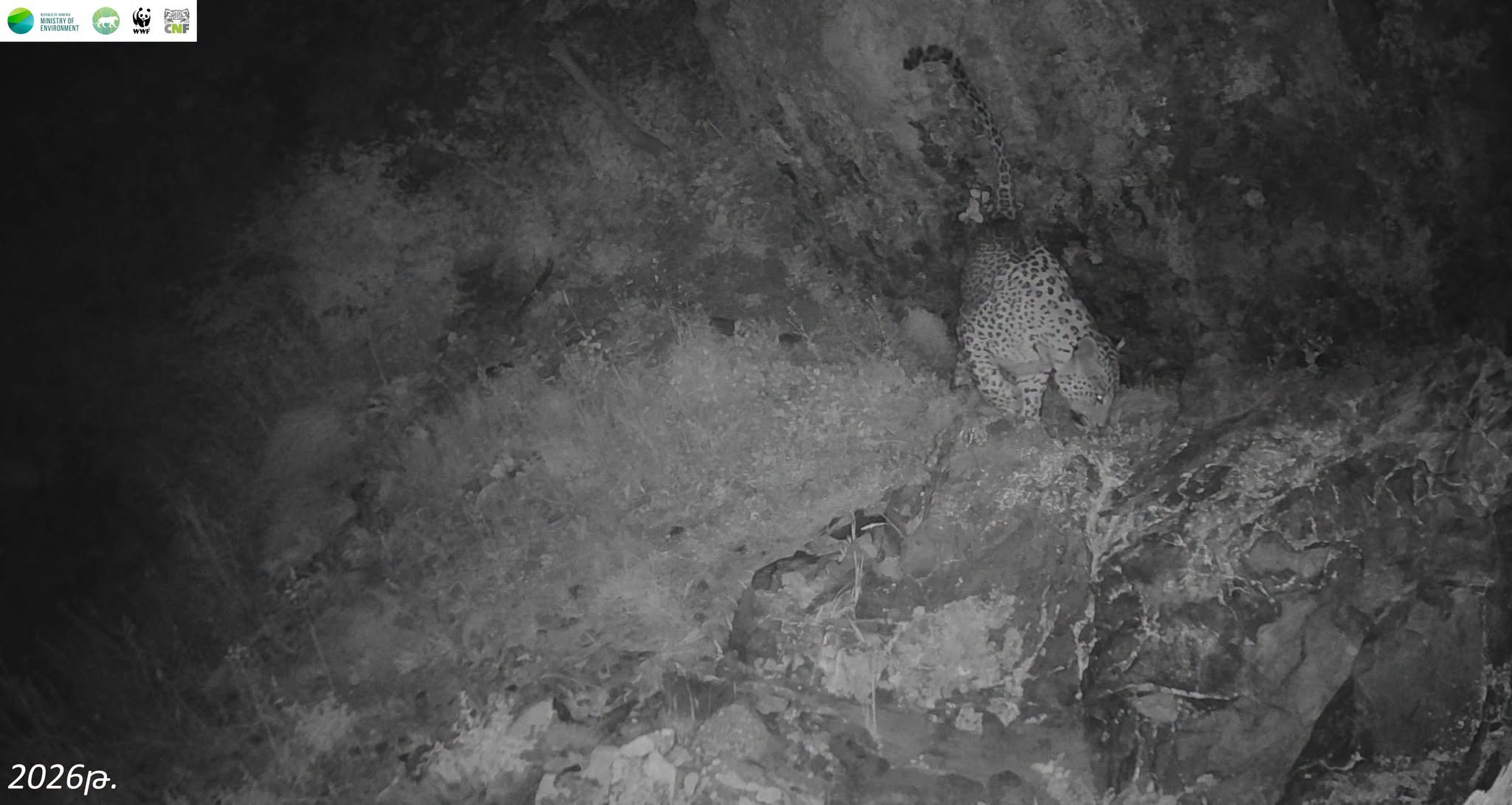 Camera traps in the Khosrov Forest State Reserve recorded sighting of Caucasian leopard