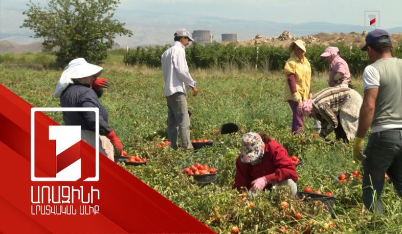 Եթե կան լոլիկ արտադրողներ, որ դեռ չունեն մթերման պայմանագրեր, կարող են դիմել. փոխնախարար