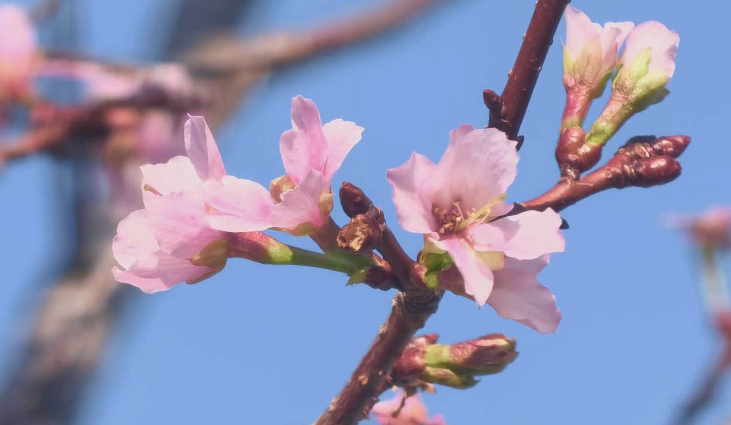 Եղանակային անոմալիաների հետևանքով Ռումինիայում բույսերի կրկնակի ծաղկում է սկսվել