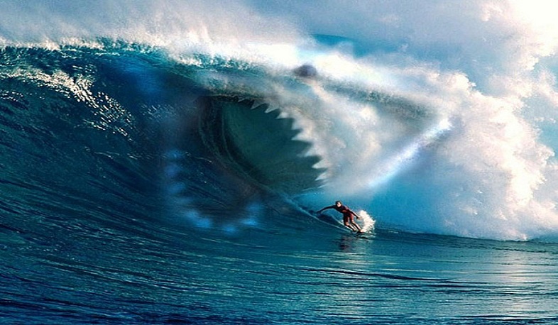 Ավստրալիայում սերֆիստները շնաձկների թիրախում են