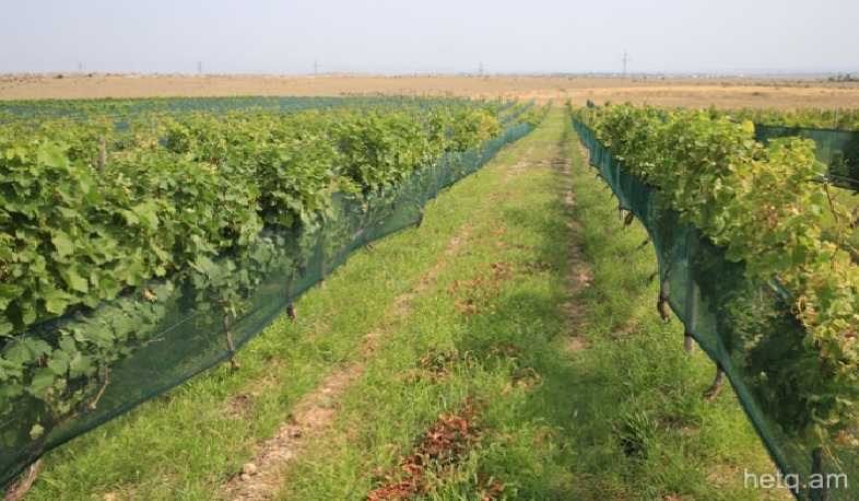 Գյուղատնտեսության ապահովագրության փորձնական ծրագիր՝ Հայաստանի 6 մարզերում