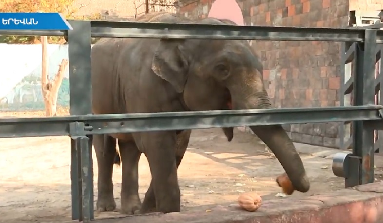 Դդմատոն՝ կենդանաբանական այգում