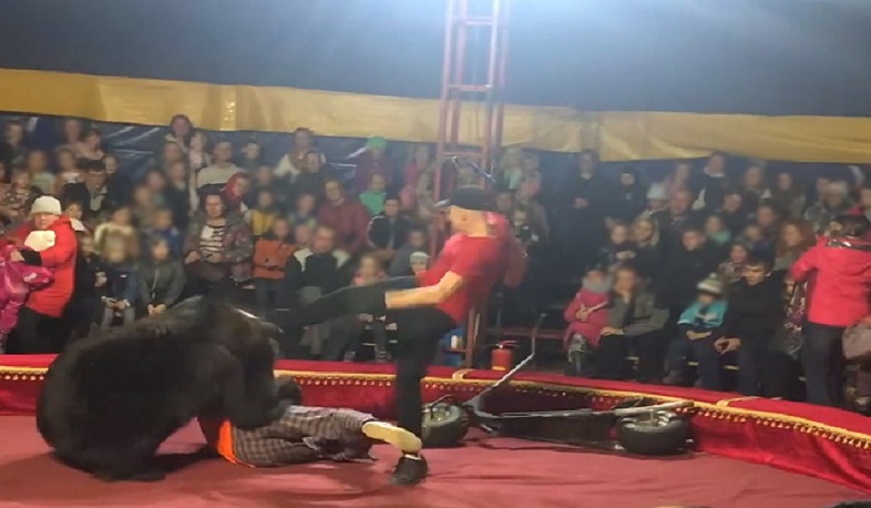 Արջի հարձակում՝ Կարելիայի կրկեսում