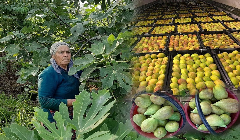 Unprecedented quantity of fig and persimmon exported from Chinari