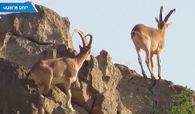 Օրեցօր աճում է Կարմիր գրքում գրանցված կենդանիների թիվը