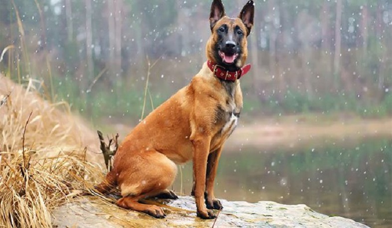 ԱՄՆ-ում կտրուկ աճել են մալինուա ցեղատեսակի շան գները