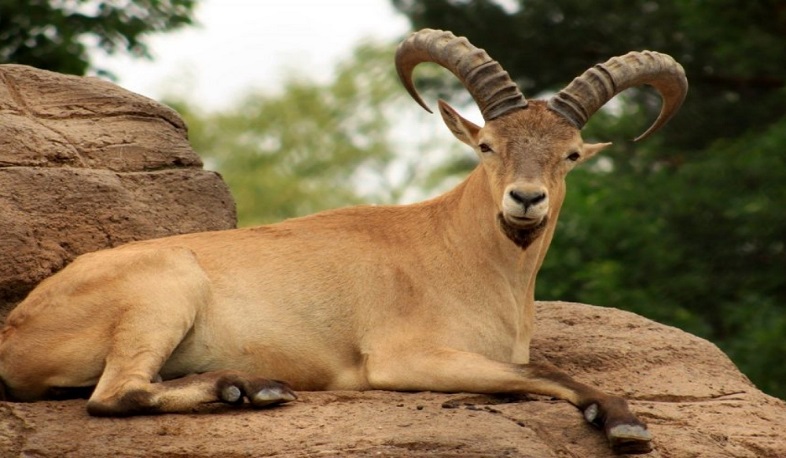 Dog pack kills three mouflons at Yerevan Zoo