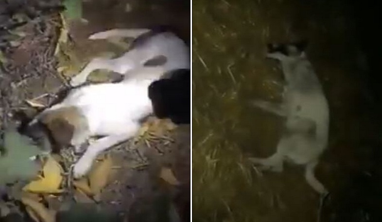 Վնասազերծում են կենդանաբանական այգու թափառող շներին