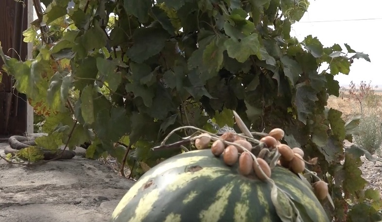 Արմավիրում կրկնակի աճ կա գյուղատնտեսության ոլորտում