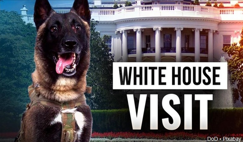 Քոնան շան մասին ավելի շատ դրական հրապարակումներ կան, քան՝ Թրամփի