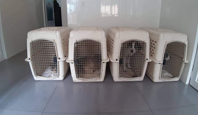 Կենդանաբանական այգու աշխատակիցները գիշերը 5 թափառող շուն են բռնել