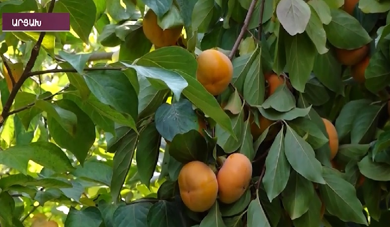 Արցախցիները աճեցնում են նուռ, մանդարին ու արքայանարինջ