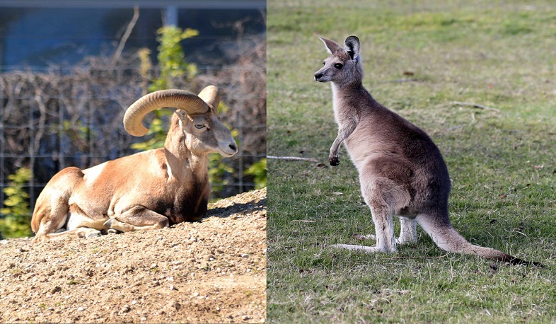 Մուֆլոններն ու կենգուրուներն անկել են կյանքի հետ անհամատեղելի վնասվածքների պատճառով. ՍԱՏՄ