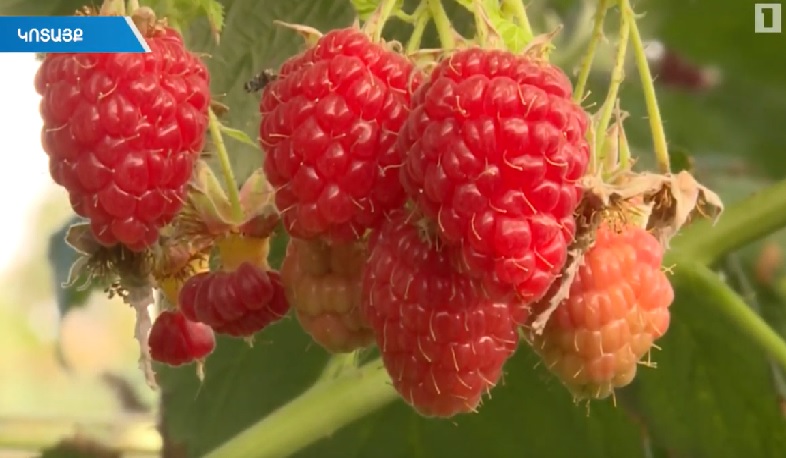 Նորագույն տեխնոլոգիաներով ջերմոցներ՝ Հայաստանում