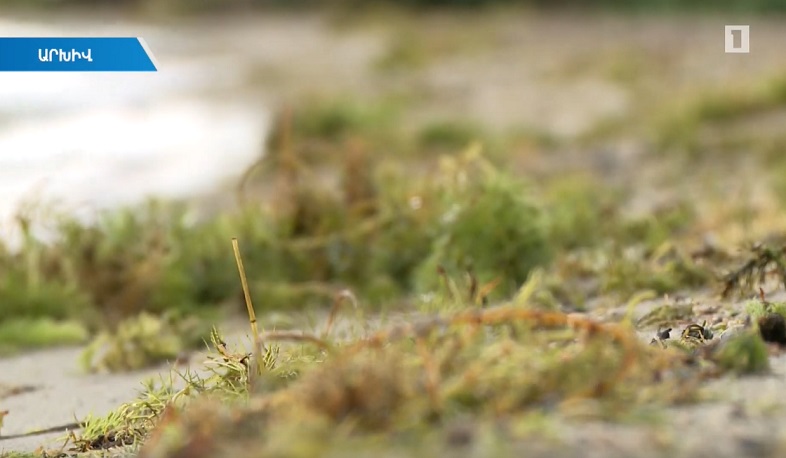 Ինչպես մաքրել Սևանի ջրիմուռները