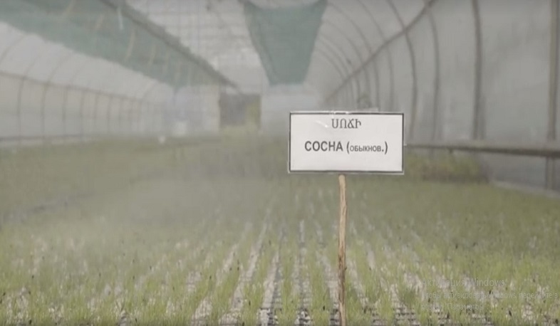 Հարյուր հազարավոր տնկիներ են աճեցվում Հրազդանի անտառտնտեսության տնկարանում. Էրիկ Գրիգորյան